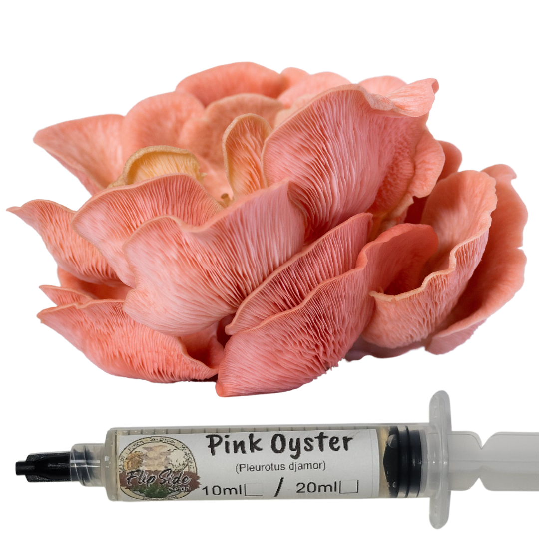 Pink Oyster Liquid Culture Syringe