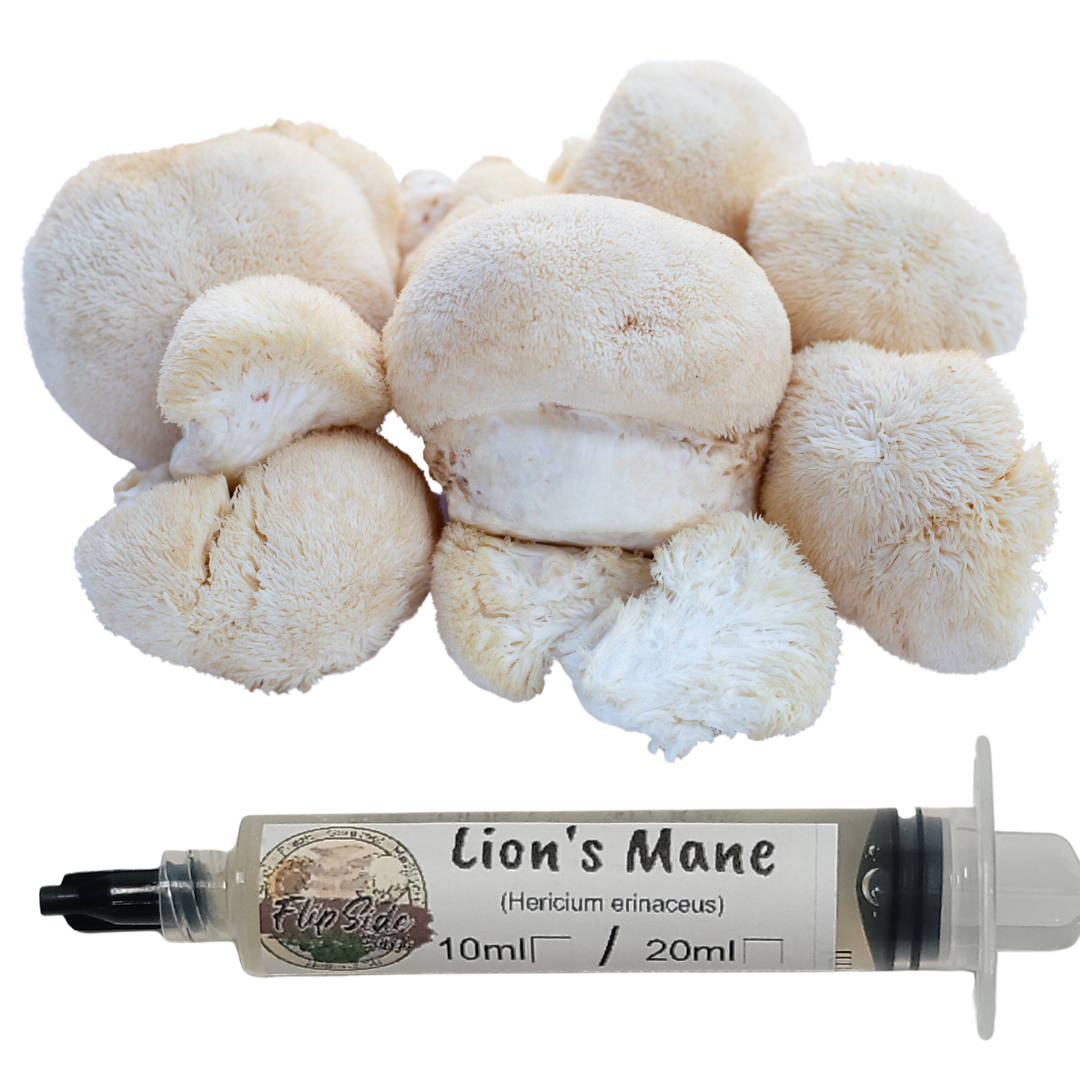 Lion's Mane Liquid Culture Syringe