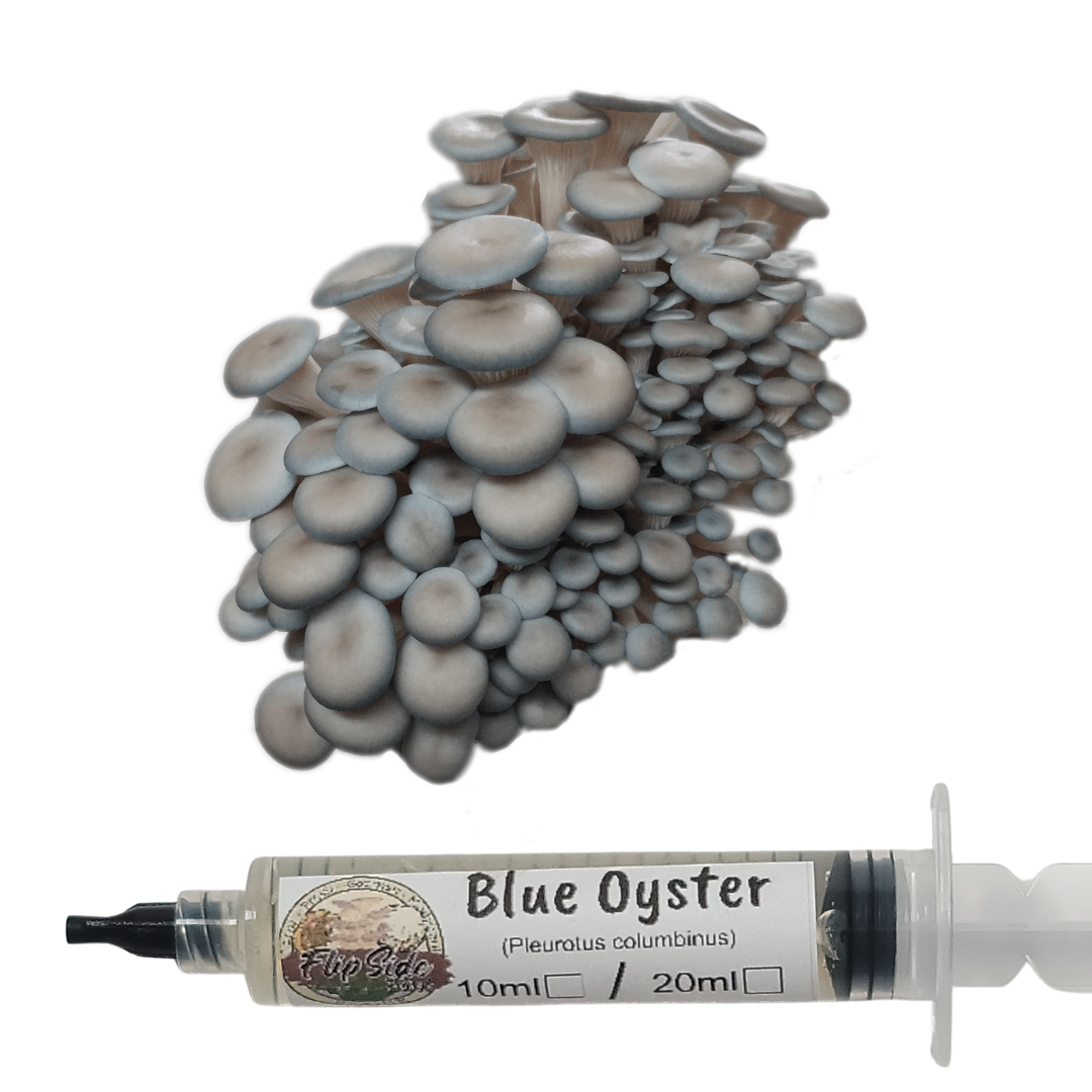 Blue Oyster Liquid Culture 10ml Syringe