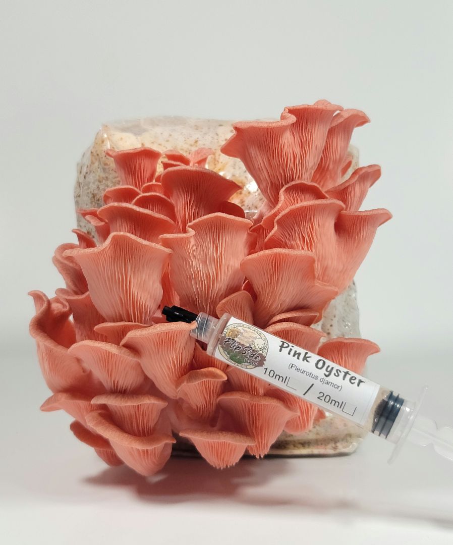 Pink Oyster Liquid Culture Syringe