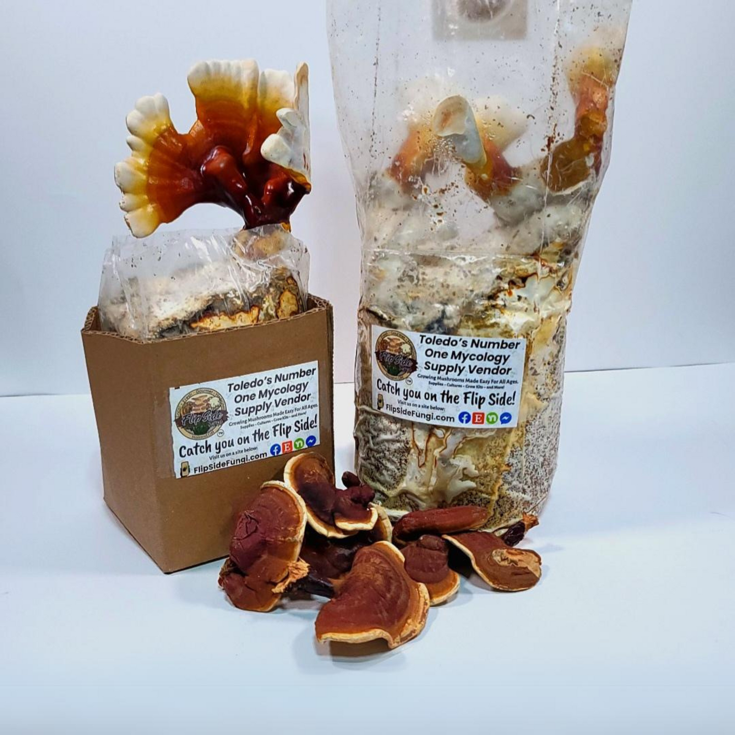 Reishi Mushroom Grow Kit Main