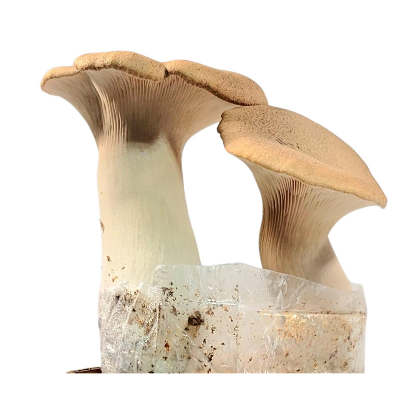 King Trumpet Mushroom Grow Block