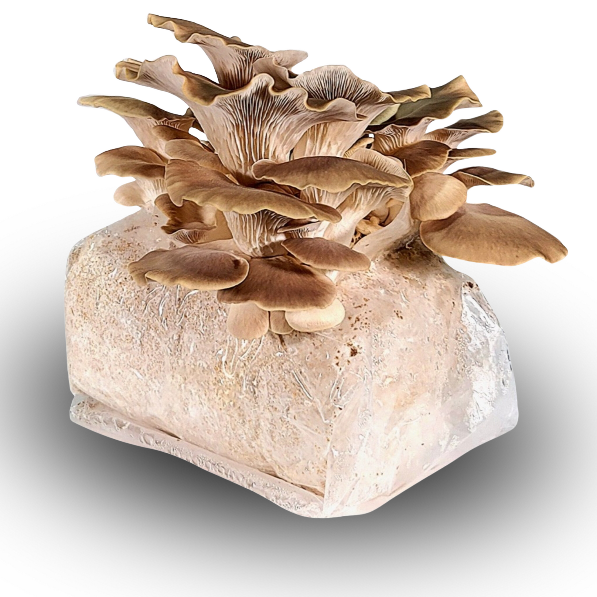 Italian Pheonix Oyster Mushroom Grow Block