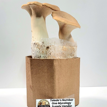 King Trumpet Oyster Mushroom Grow Kit Main