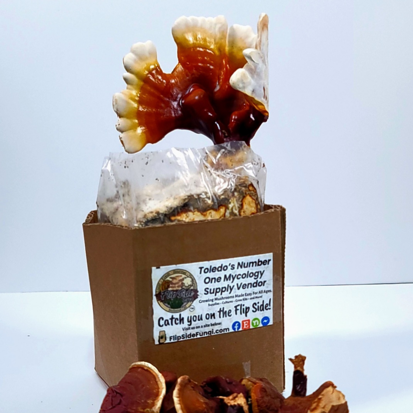 Reishi Mushroom Grow Kit Main Single