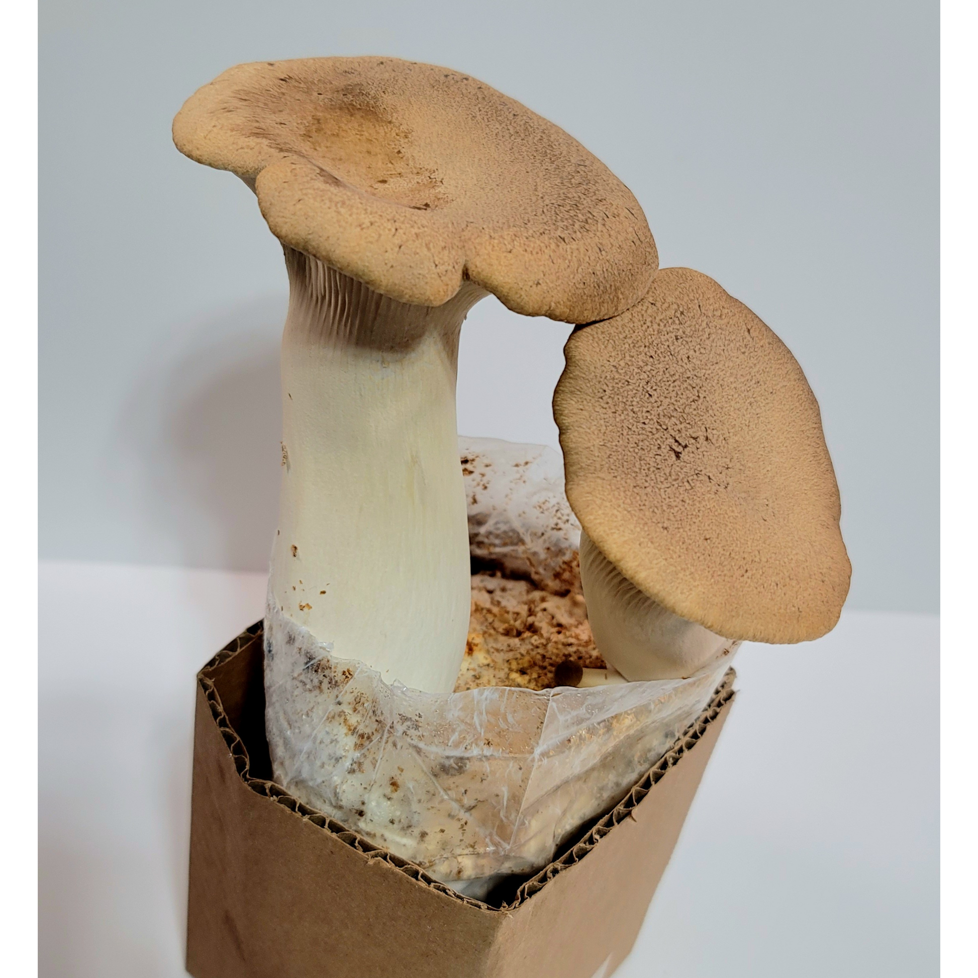 King Trumpet Oyster Mushroom Grow Kit Top