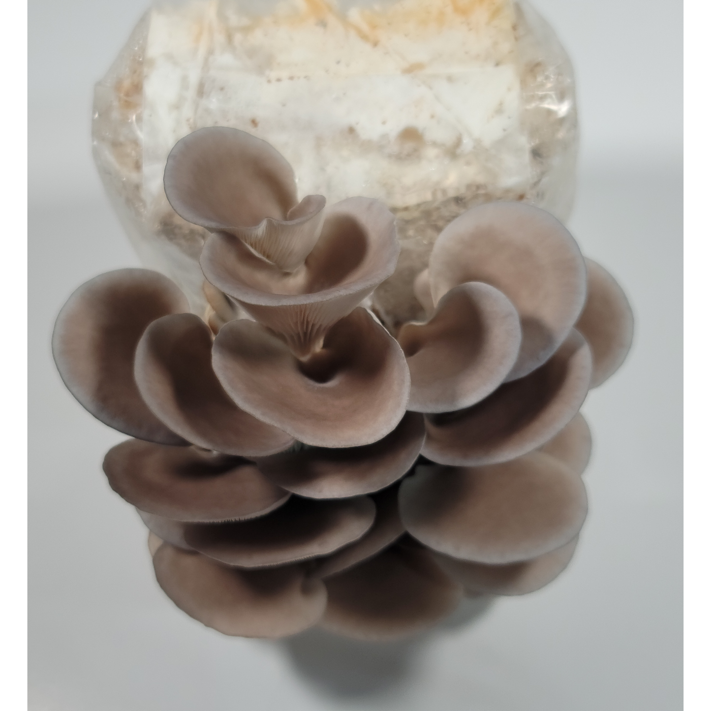 Blue Oyster Mushroom Grow Kit Top