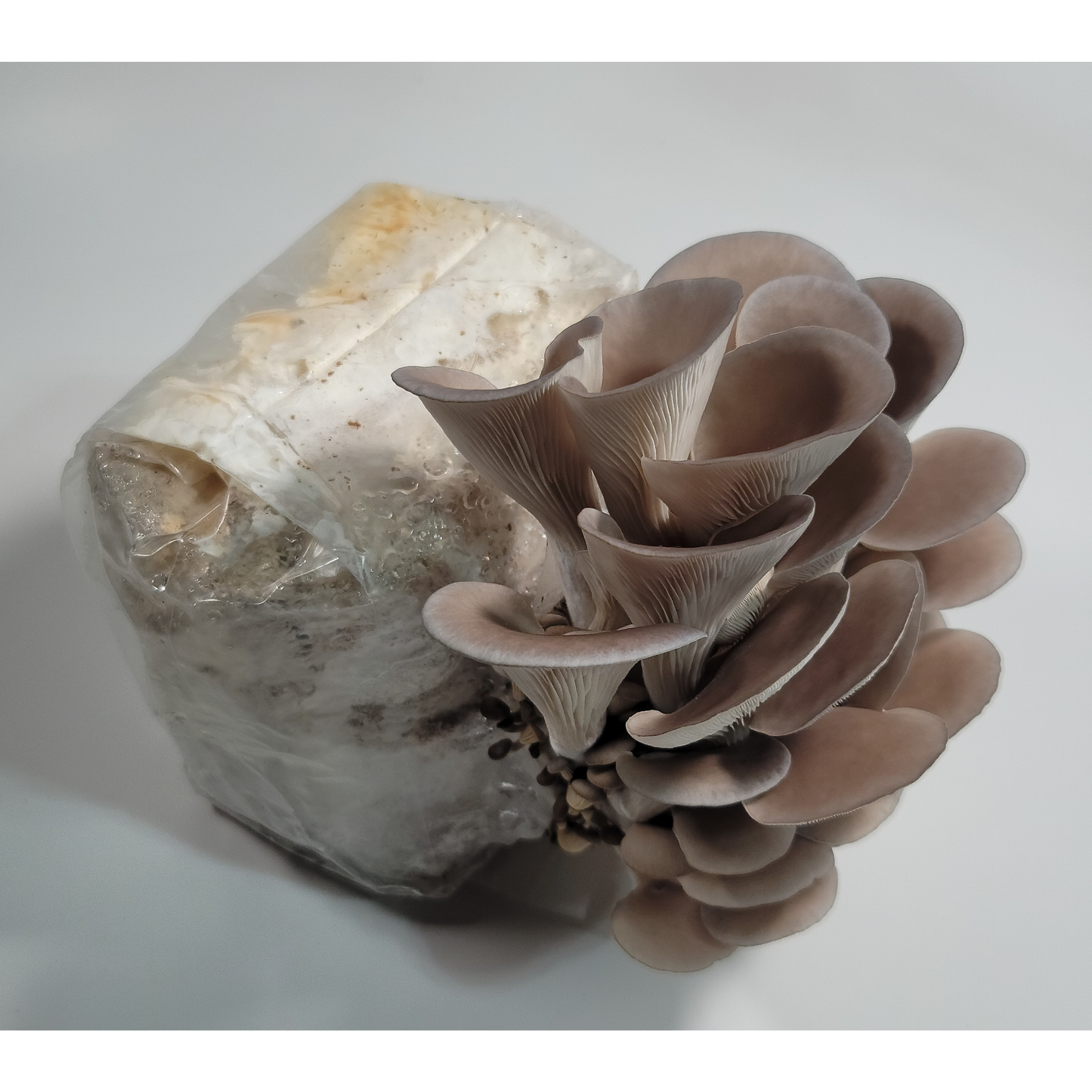 Blue Oyster Mushroom Grow Kit Side