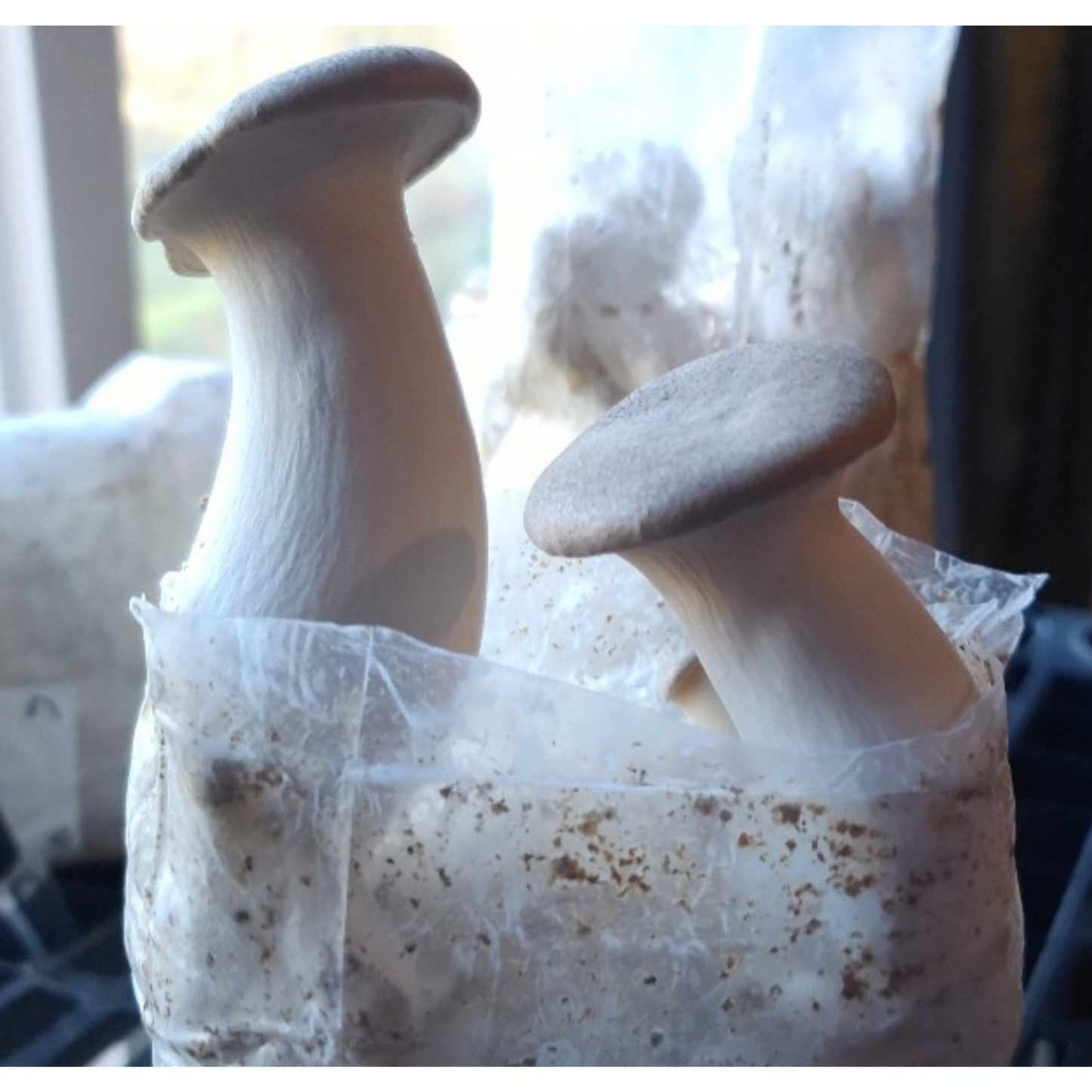 King Trumpet Oyster Mushroom Grow Kit Close Side