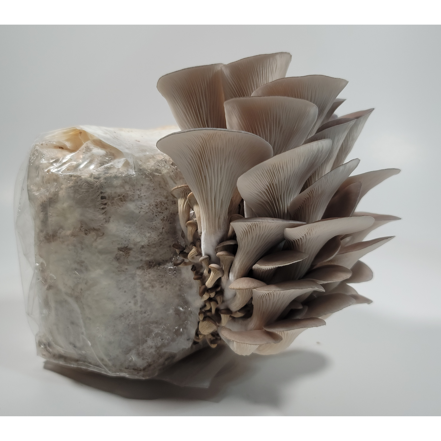 Blue Oyster Mushroom Grow Kit Low Side