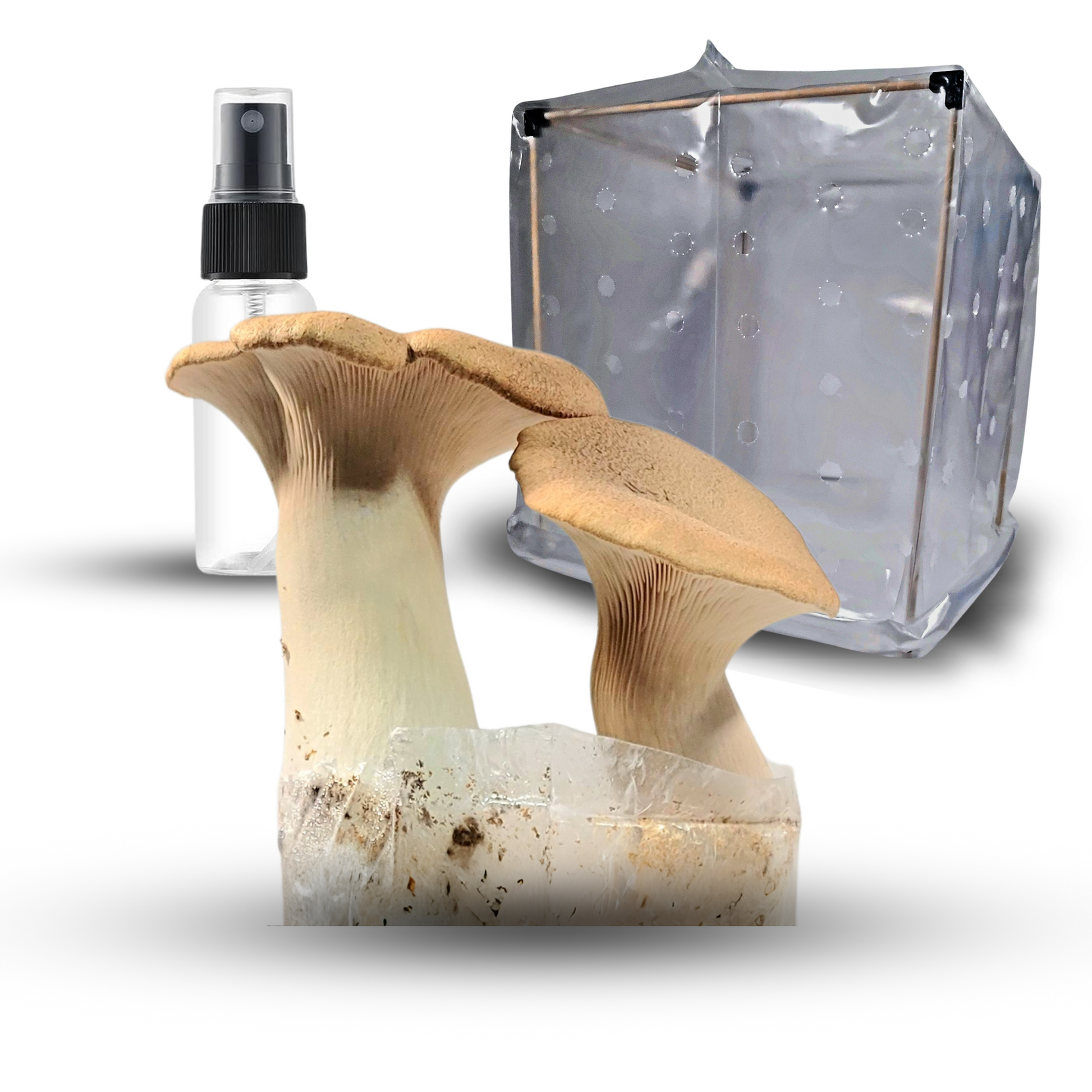 King Trumpet All-in-one beginner mushroom grow kit