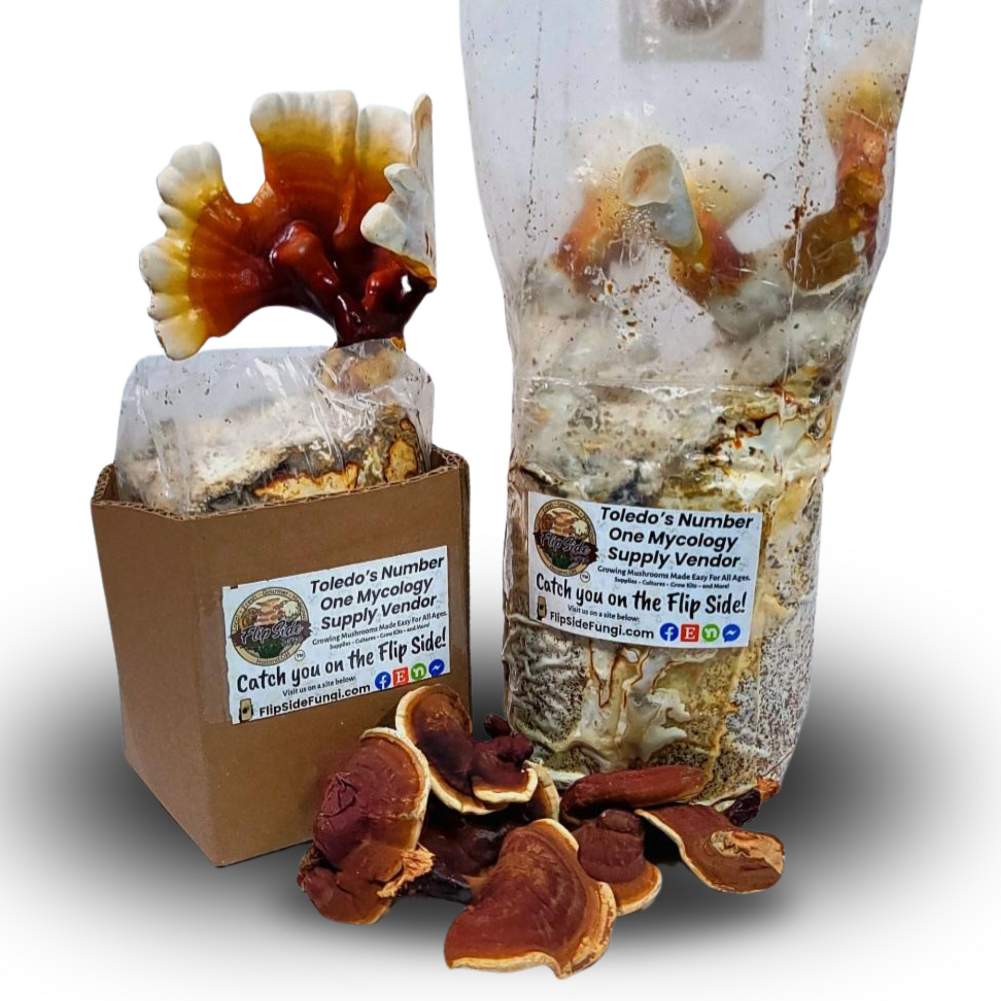 Reishi Mushroom Grow Kit