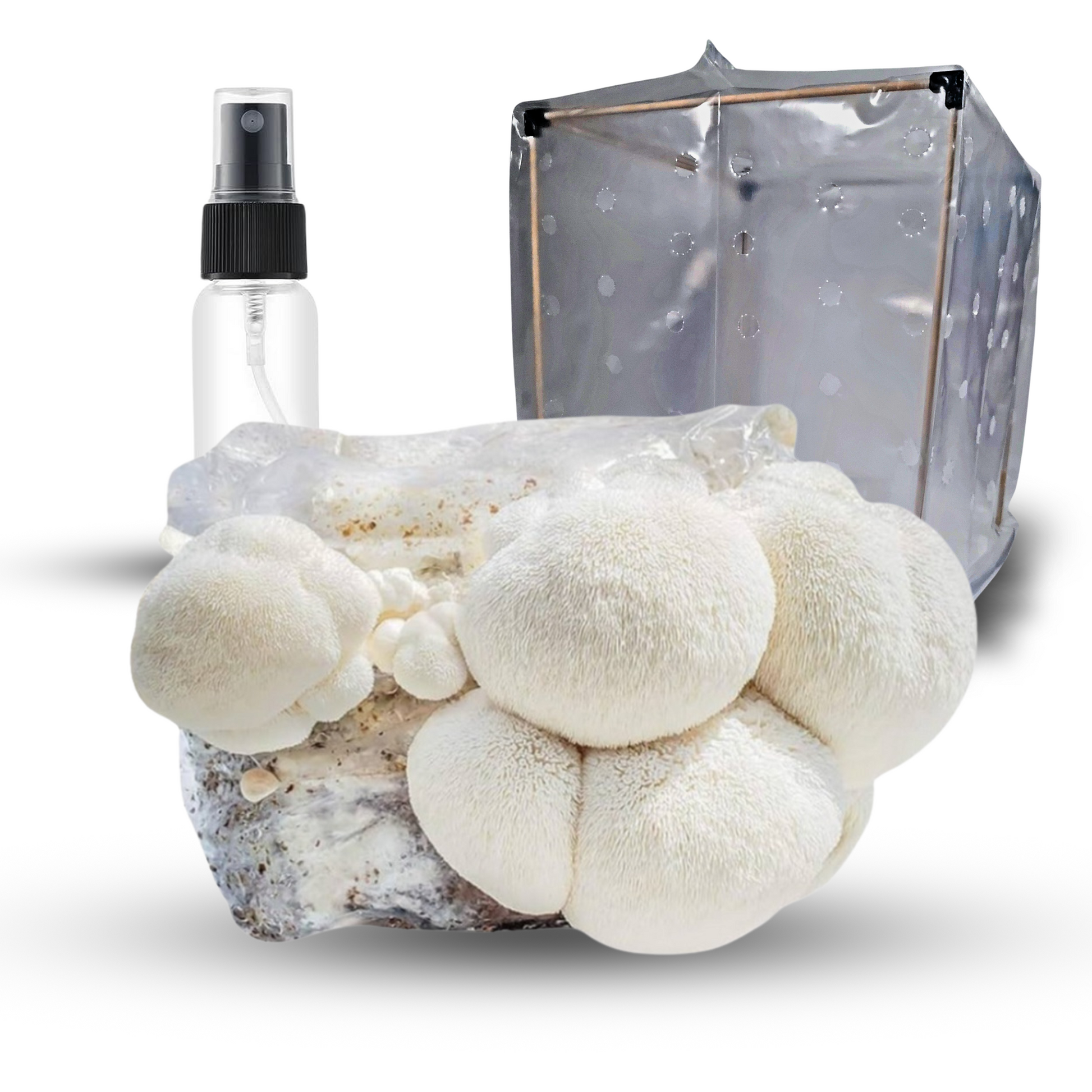 Lion's Mane All-in-one Beginner Mushroom Grow Kit