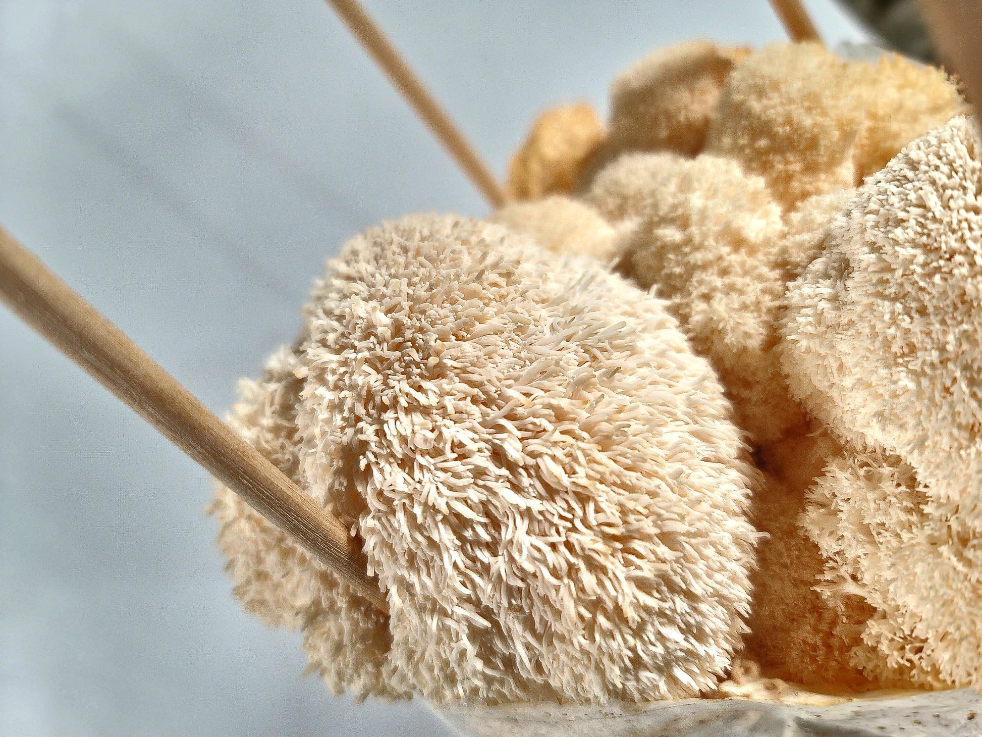 Lions Mane Mushroom Close