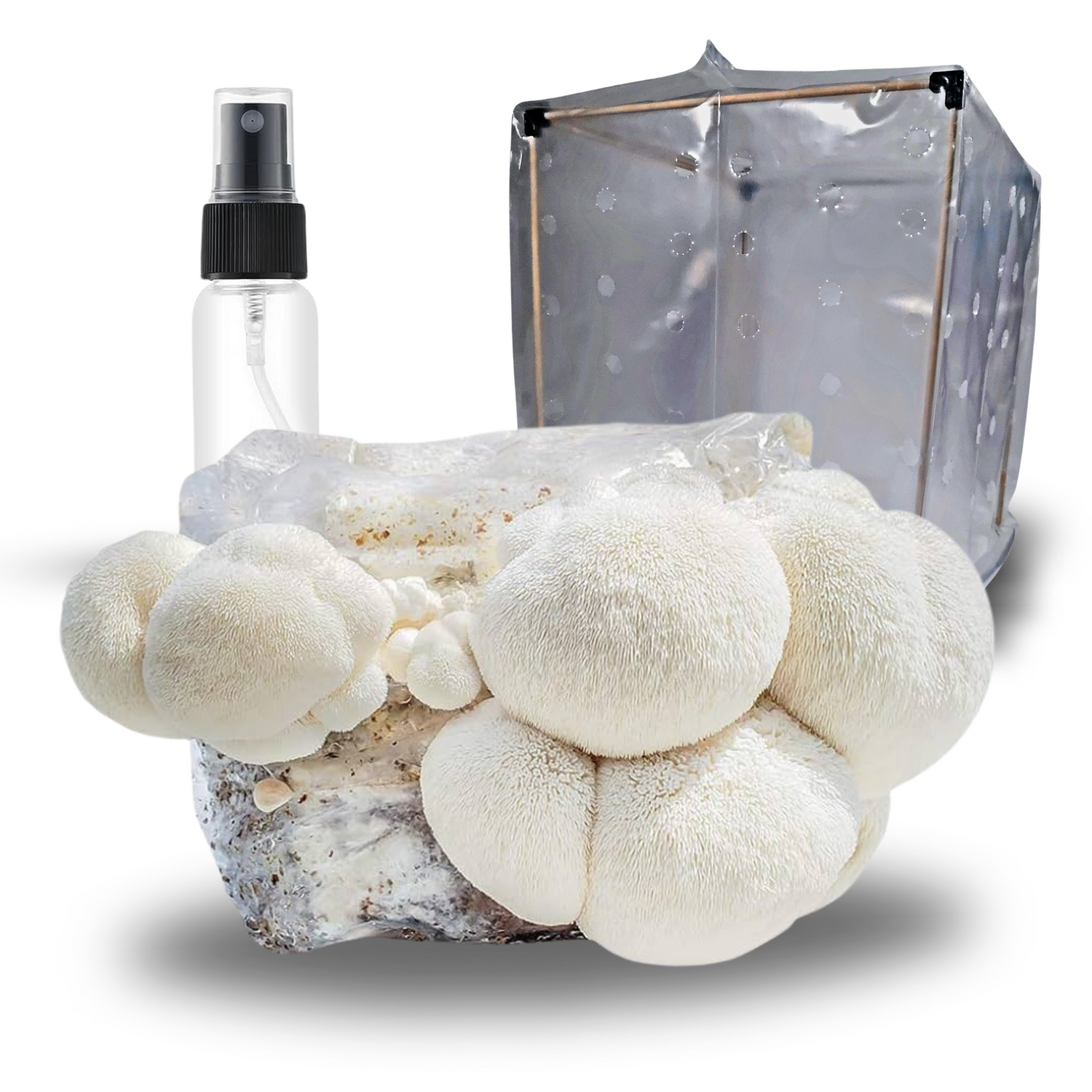 Lion's Mane All-in-one Beginner Mushroom Grow Kit